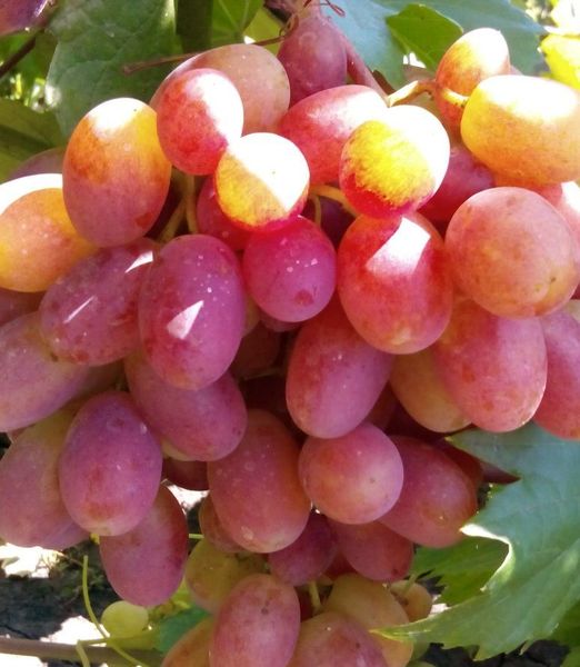 Vitis 'Preobraženie'